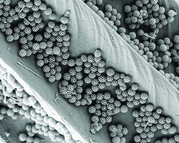 MVC17 Best of Show Winning image