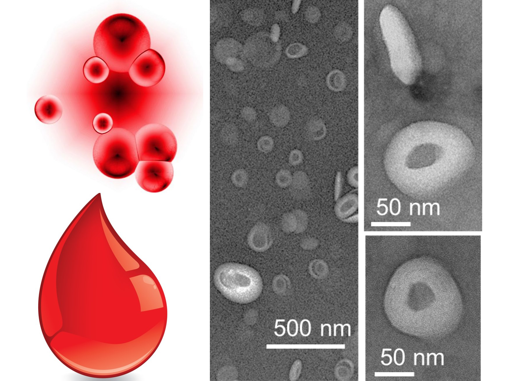 blood substitute will act and look like human red blood cells